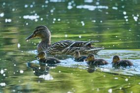 Muter Swarm Sweet Young