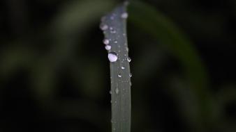 drops of water on the grass in the forest