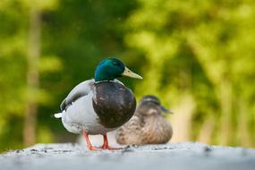 Colorful, cute and beautiful ducks, on the stone, among the colorful plants