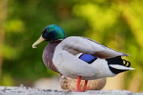 duck with green head on blurred background