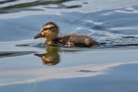 duckling on the water close up