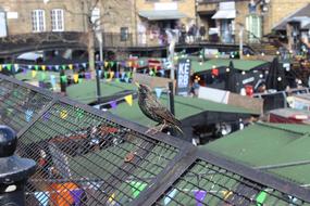 bird on the roof of Candem Town