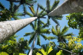 Florida Palms Sunny Day