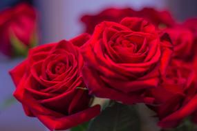 red roses bouquet in a vase