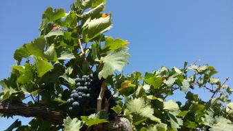 Petrolina Northeast Vineyard