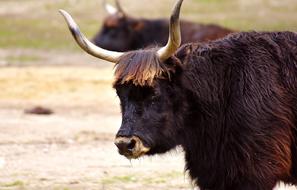 Aurochs Beef