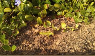 Emerald Lizard Reptile