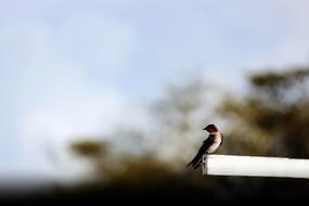 swallow perched wooden bar