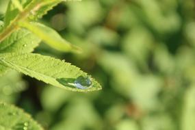 Leaf Drop Of Water Drip