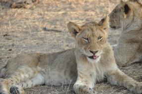 Lion Cub rests on ground