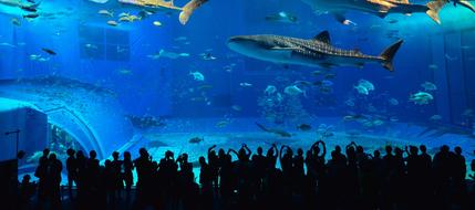 Okinawa Kuroshio The Whale