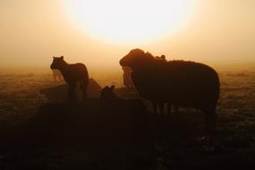 silhouette of animals in a field