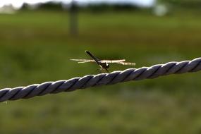 little dragonfly on the iron fence