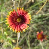 Indian Paintbrush Wildflower