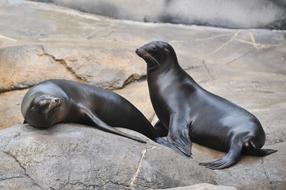 Beautiful, cute and dark North Pacific Sea Lions, laying on the rocks