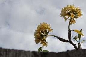 Lebar Cm Island Plumeria