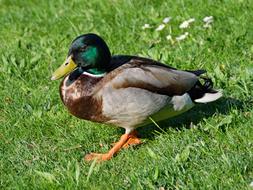 Mallard Duck walks on green grass