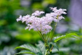 Wild Grass New Meadowsweet