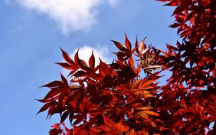 Japanese Red Maple Tree