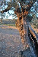 Tree Olive