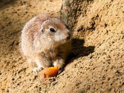 cute Meerkat Animal