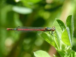 Dragonfly Leaf Red