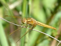 Golden Dragonfly Sympetrum