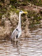 Grey Heron Bird on Water