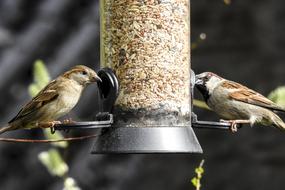 Sparrows Sperling House