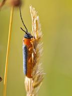 red and black Beetle on grass spike