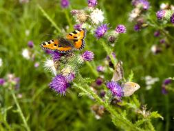 butterfly on a plant with purple flowers in nature