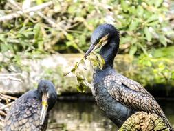 two black cormorants on the shore of a pond