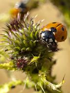 orange Ladybug Beetle Insect