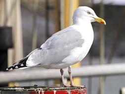 white seagull near water on blurred background