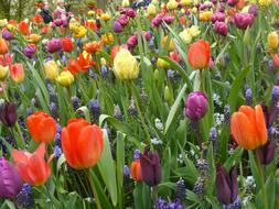 Bulbs Spring Mixed Tulip