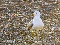 Mew Gull Seagull Bird Water