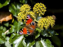 Peacock butterfly on yellow flower in nature