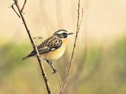 Whinchat Bird Songbird at nature