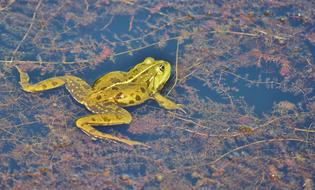 Frog Pond Garden