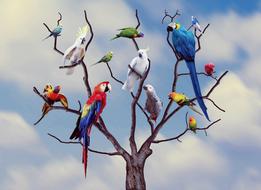 Parrots Birds Colors