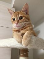 red Cat looking from stand