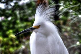 Profile portrait of the beautiful white snowy egret bird among the plants