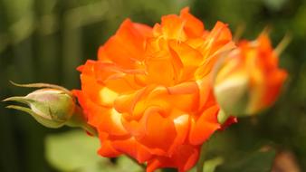 Rosa Orange