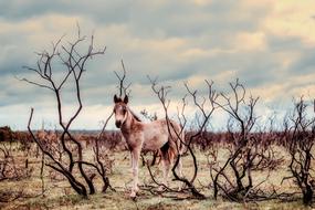 Horse Pony Wild