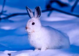 Arctic hare on snow, Canada