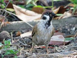 Chinese Bird in Singapore