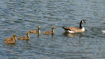 Animals Birds Goose With
