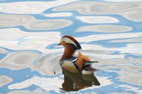 Animals Birds Duck Mandarin
