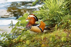 colored duck by the lake