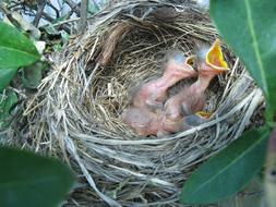 Cute and colorful birds in the nest, among the green leaves